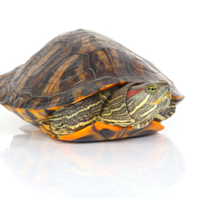 Reptiles