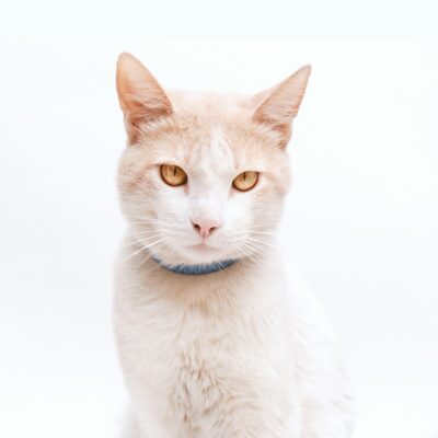 Gatos